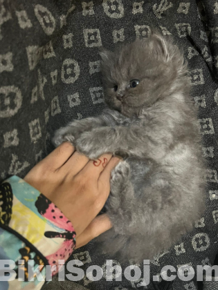Persian kitten